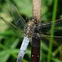 black tailed skimmer